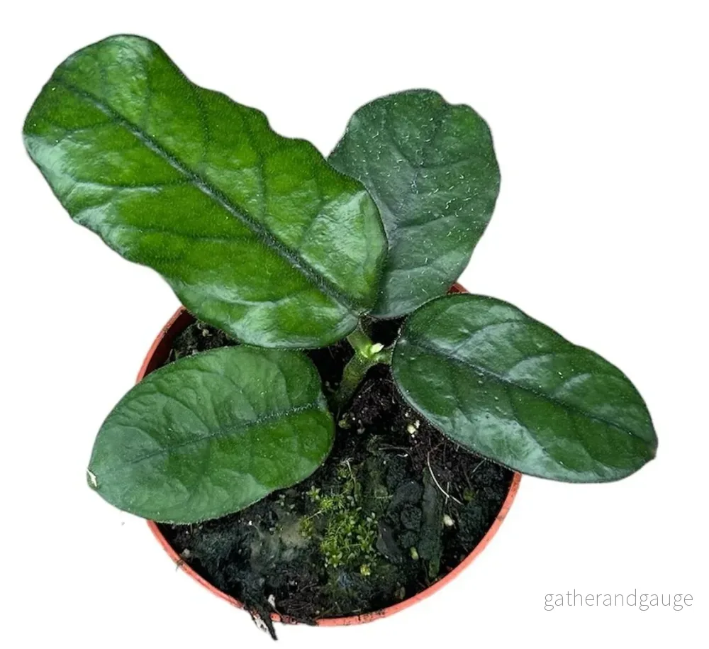 Hoya Villosa - Bild 2