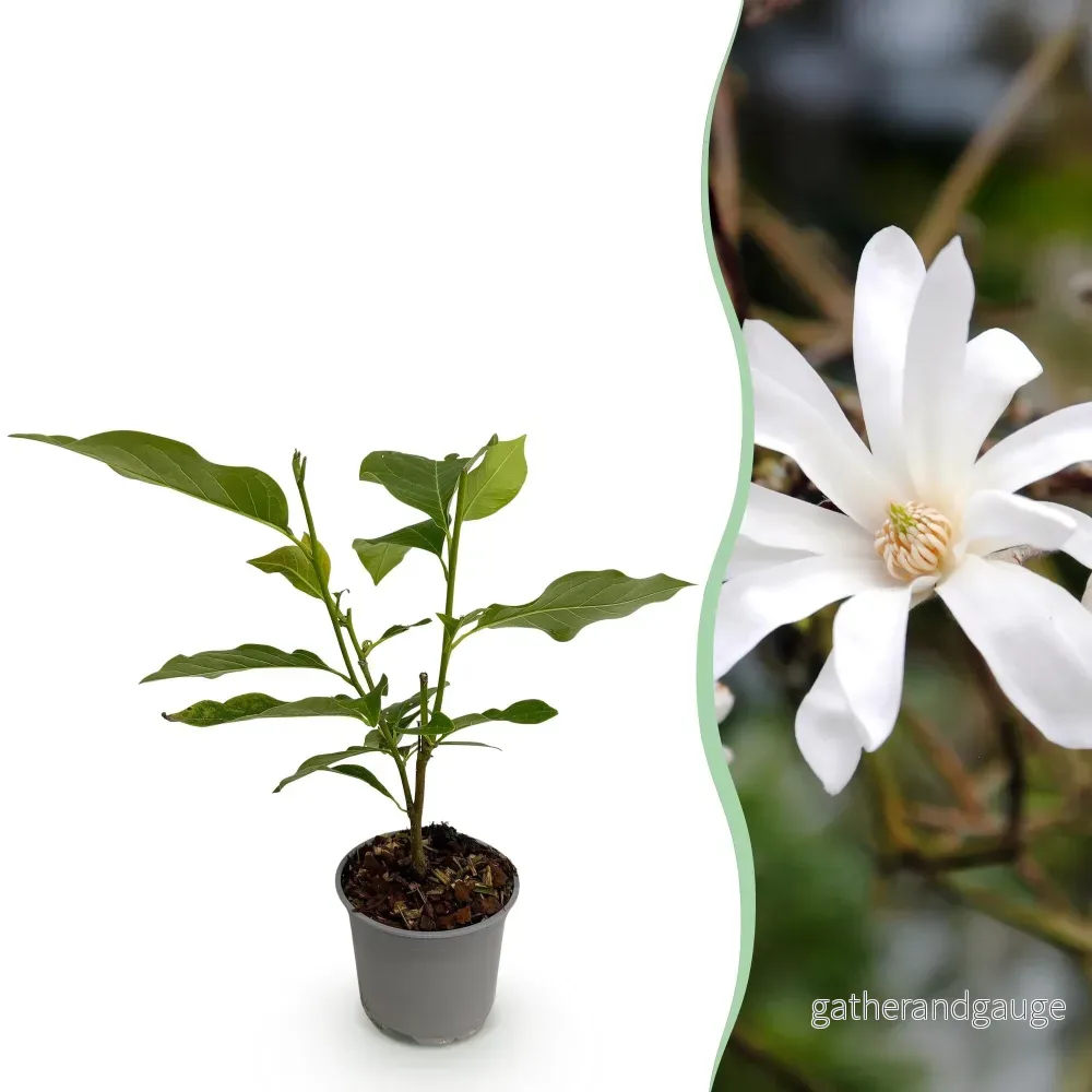 Stjärnmagnolia (Magnolia stellata) 'Stellata' - Bild 2