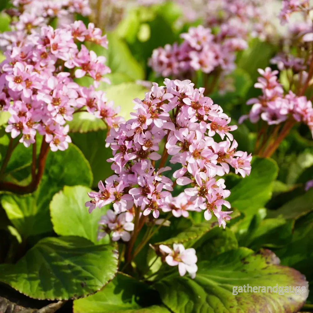 Bergenia Kordifolia (Bergenia cordifolia) ’Skomakarväxtens Växt’ Bergenia Kordifolia (Bergenia cordifolia) ’Skomakarväxtens Växt’