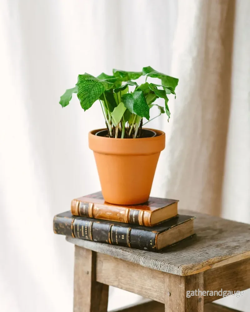Calathea musaica M