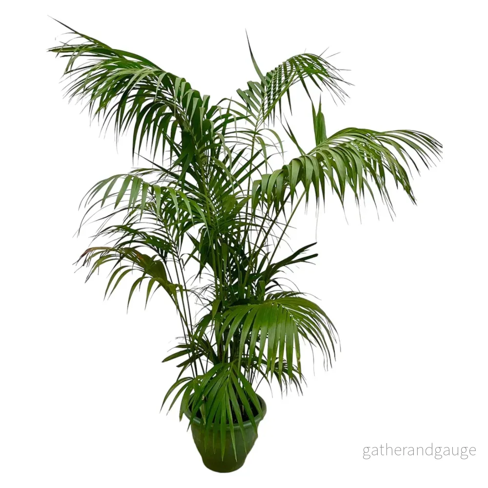 Kentia Palm XXL – 260cm – ø35 Kentia Palm XXL – 260cm – ø35