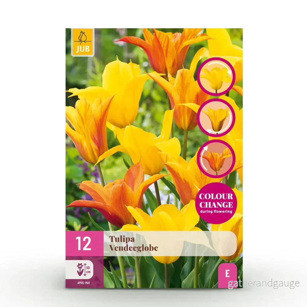 Green boutiQ – Bloembollen – Tulp Vendeeglobe – Kleur Geel – 12 stuks – Bolmaat 11/12 – XXL Pack Green boutiQ – Bloembollen – Tulp Vendeeglobe – Kleur Geel – 12 stuks – Bolmaat 11/12 – XXL Pack