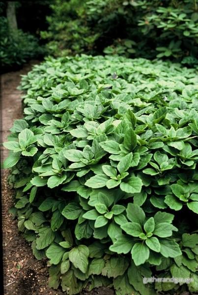 Japansk Pachysandra (Pachysandra terminalis) 'Terminalis' - Bild 3