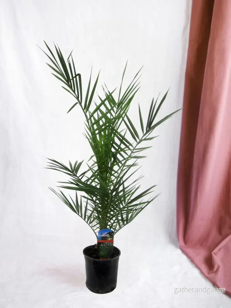 Phoenix Canariensis – 90 cm – Ă15cm Phoenix Canariensis – 90 cm – Ă15cm