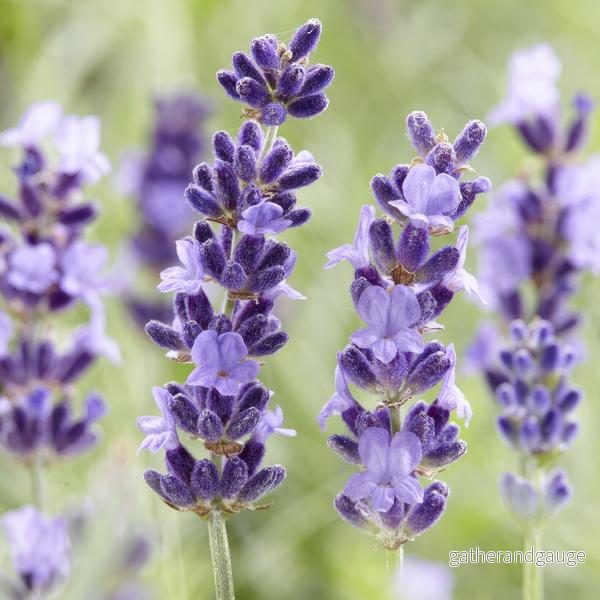 Lavendel (Lavandula Angustifolia) 'Hidcote'