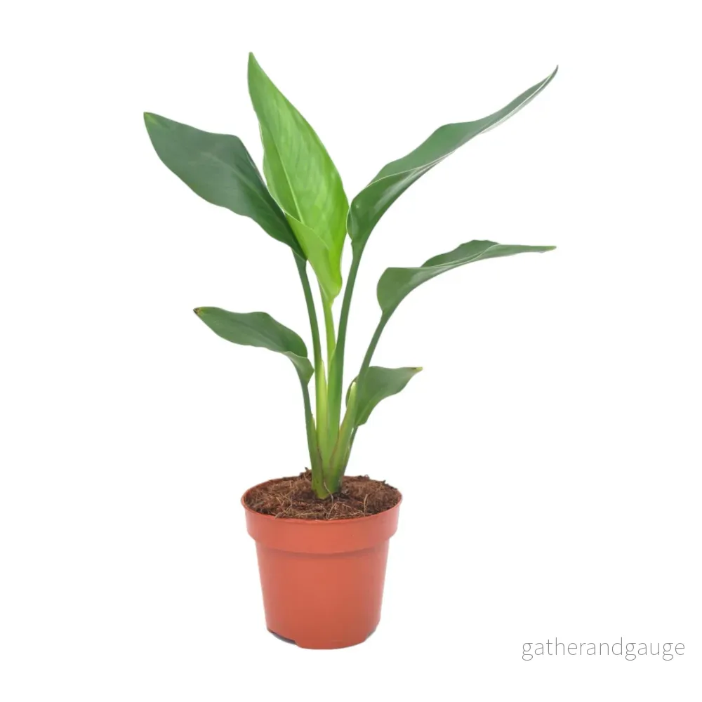 Strelitzia Reginea