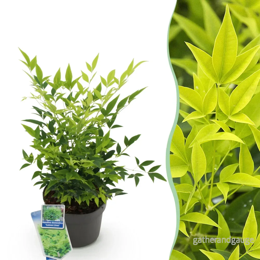 Heligt Bambu (Nandina Domestica) 'Lemon & Lime' - Bild 2