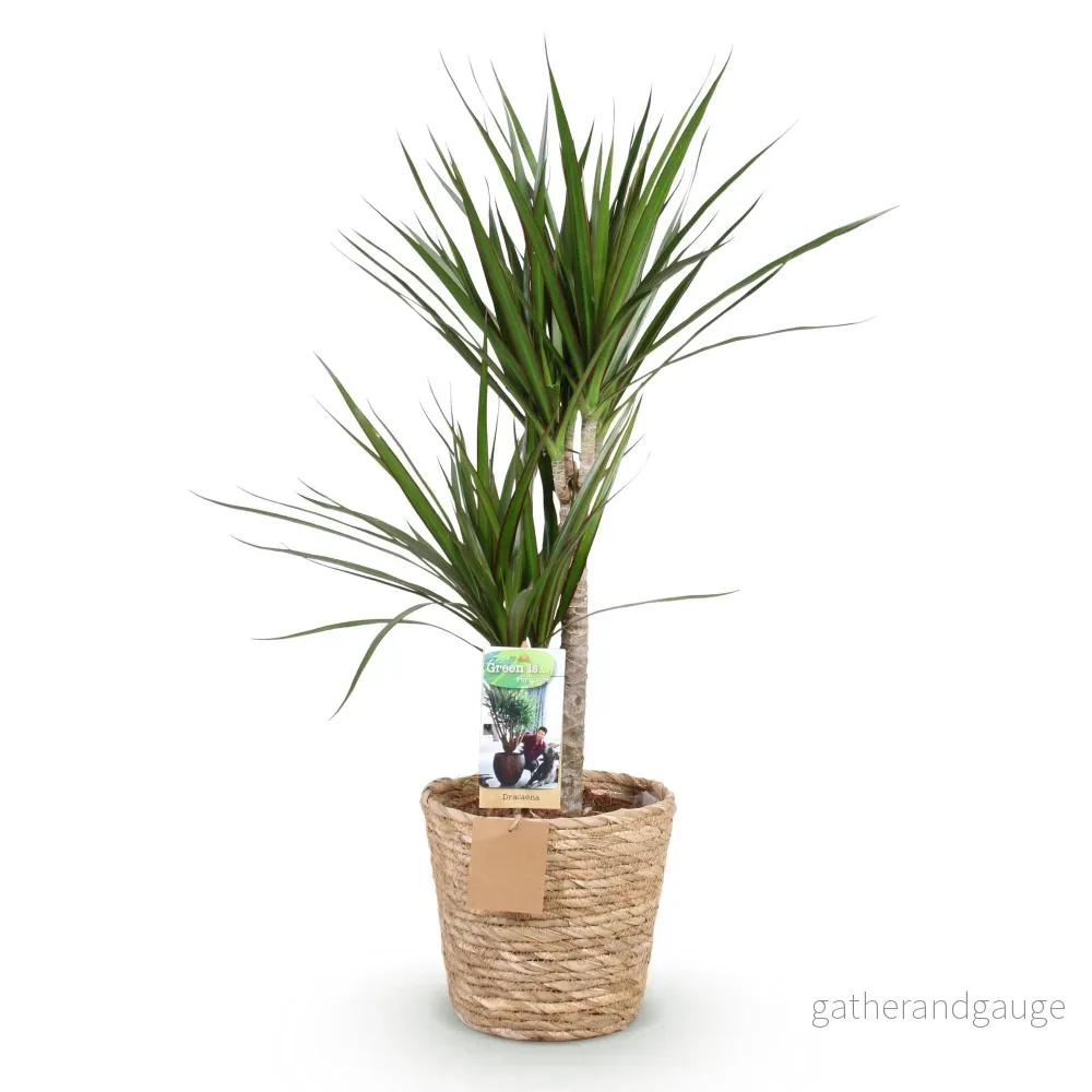 Dracaena Marginata och kruka - Bild 3
