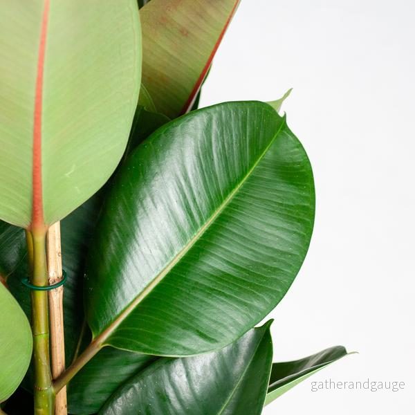 Ficus Elastica Robusta med kruka - Bild 2