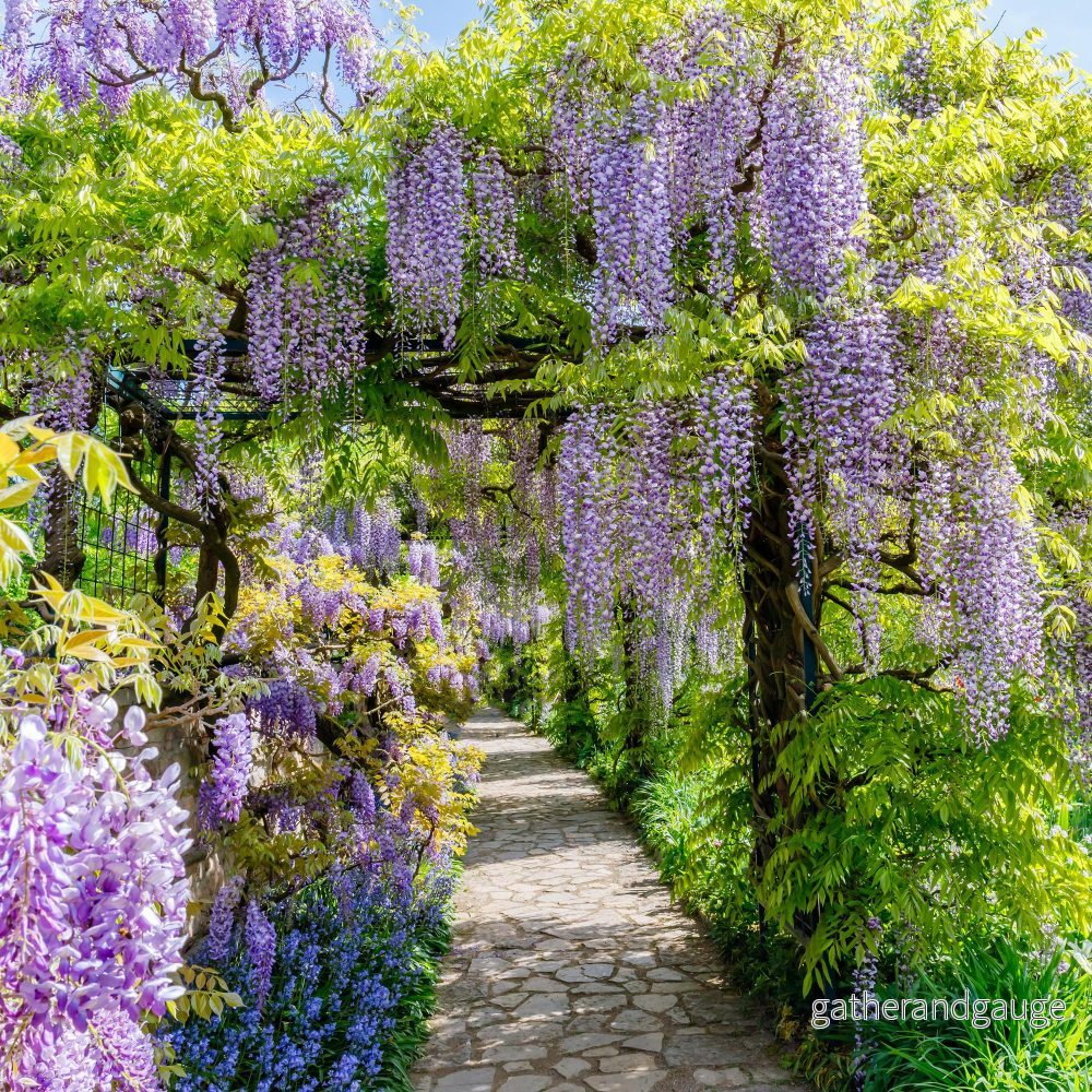 Kinesisk Glychinsört (Wisteria Sinensis) 'Prolific'