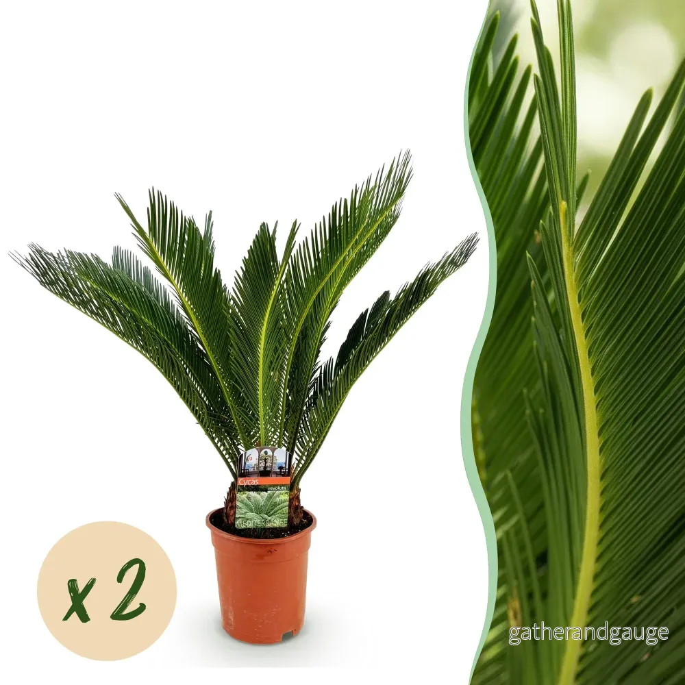Sagopalmetto Cycas revoluta – Set om 2 – Kruka 17 cm - Bild 2