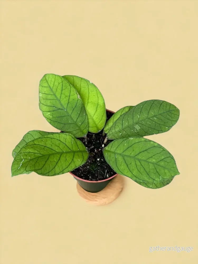 Hoya Sp Sabah Hoya Sp Sabah