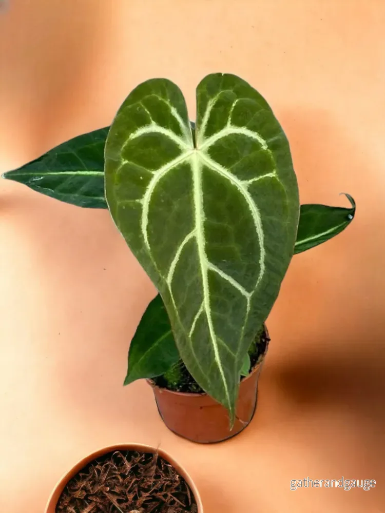 Anthurium Regale Anthurium Regale