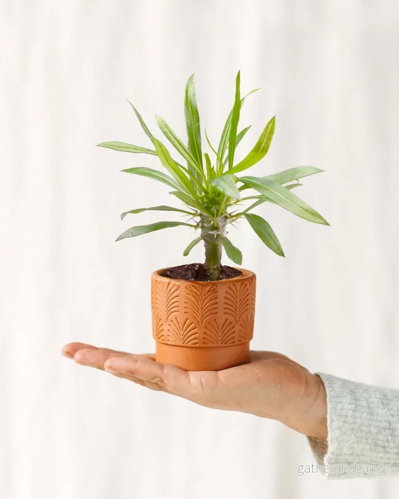 Mini Pachypodium Lameri