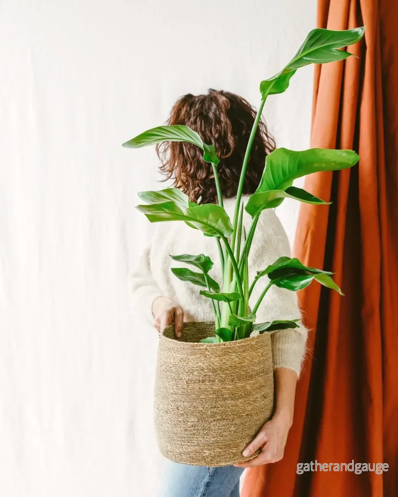 Strelitzia nicolai