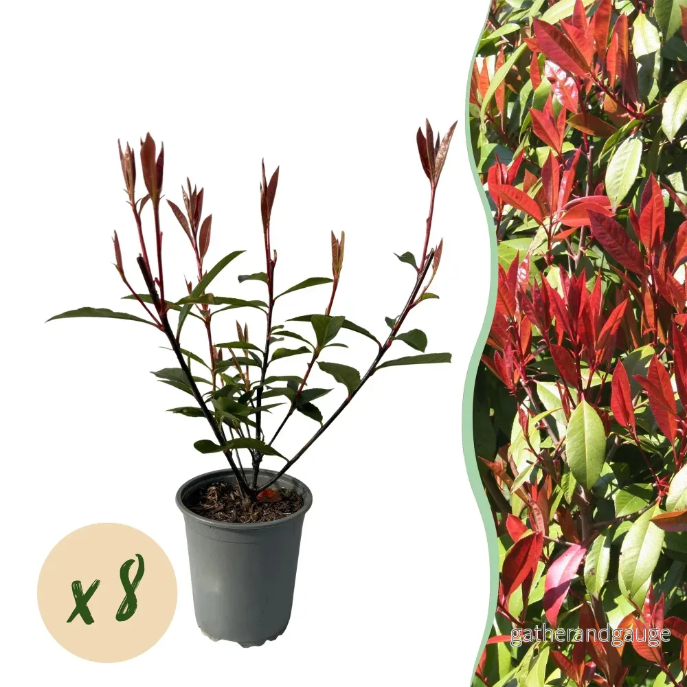 Photinia De Fraser (Photinia x fraseri) 'Carre Rouge' - Röd lönnarbuske för vacker häck - Bild 2