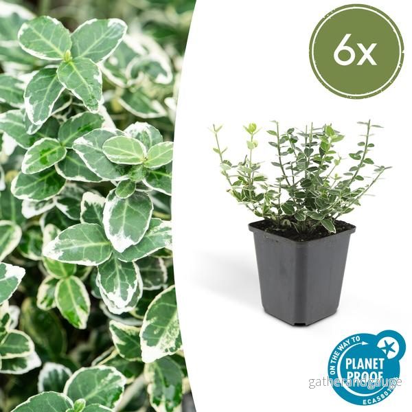 JessMin (Euonymus Fortunei) 'Emerald 'n Gaiety' - Bild 2
