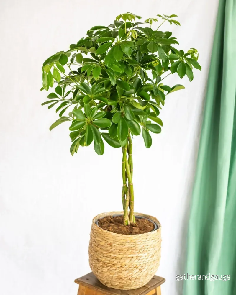 Schefflera XL + Korg - Bild 3