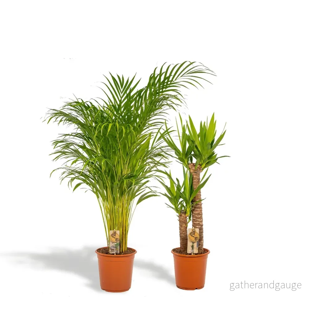 Areca, Yucca, duo av växter h130cm Areca, Yucca, duo av växter h130cm