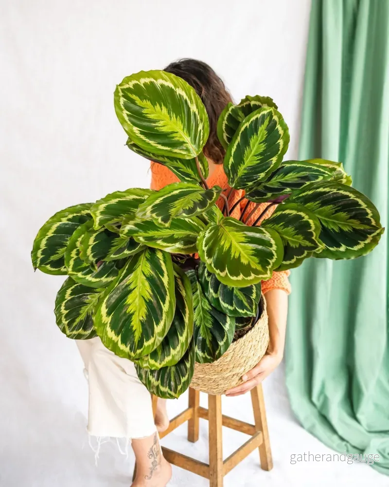 Calathea medaljong Calathea medaljong