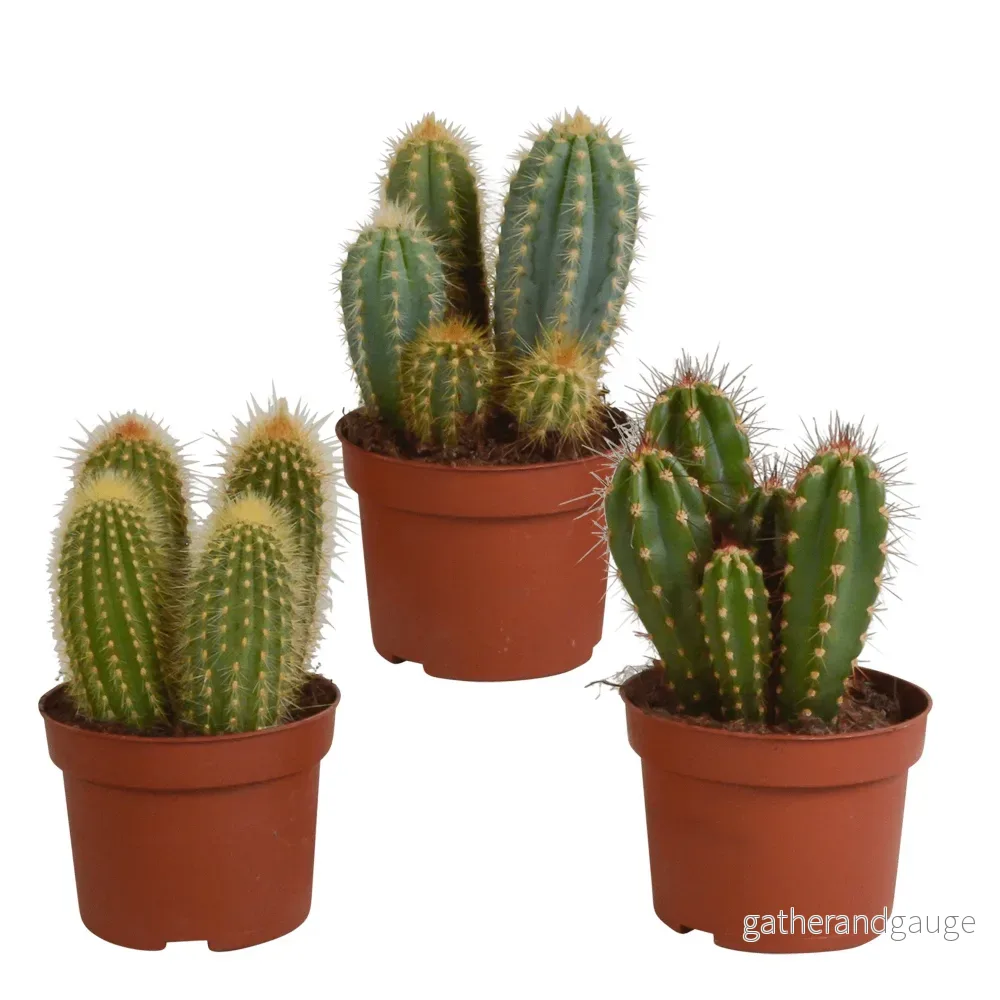 Kaktuslåda - Set med 3 plantor, h23cm - Bild 2