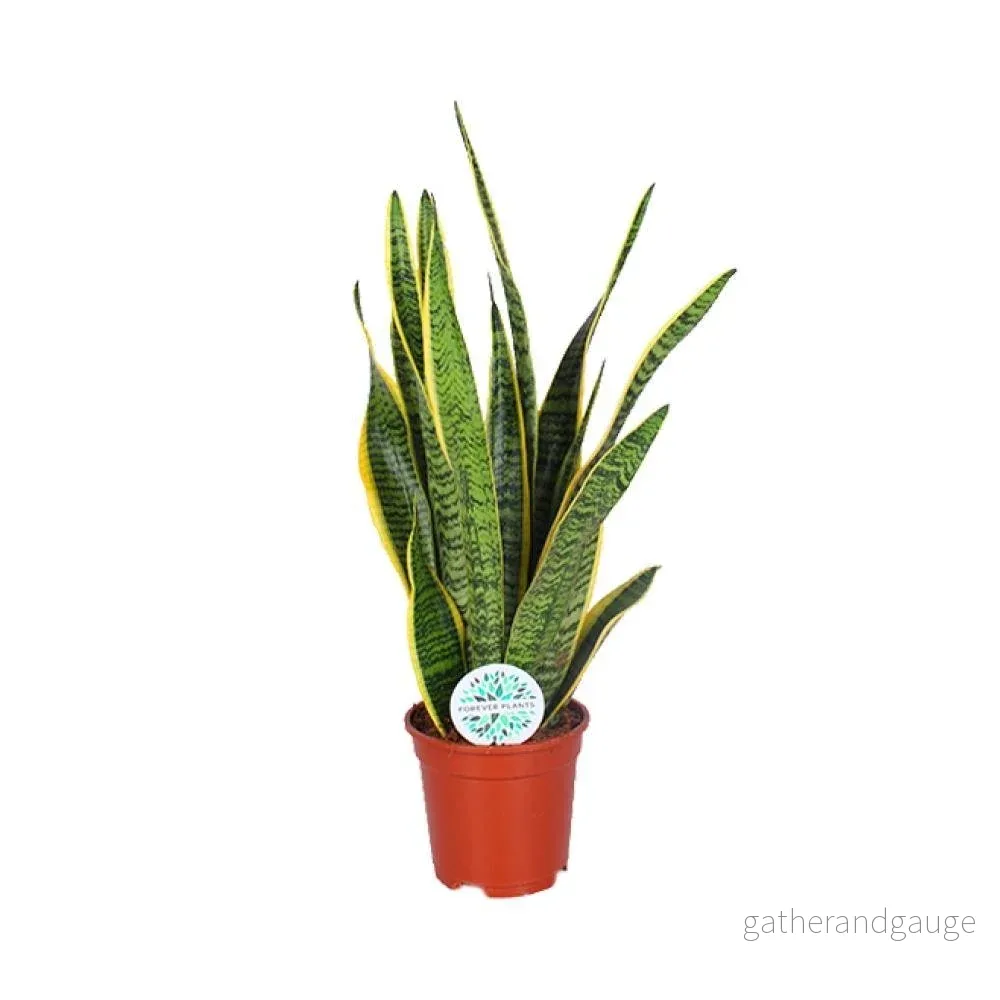 Sansevieria Trifasciata Laurentii - Bild 3