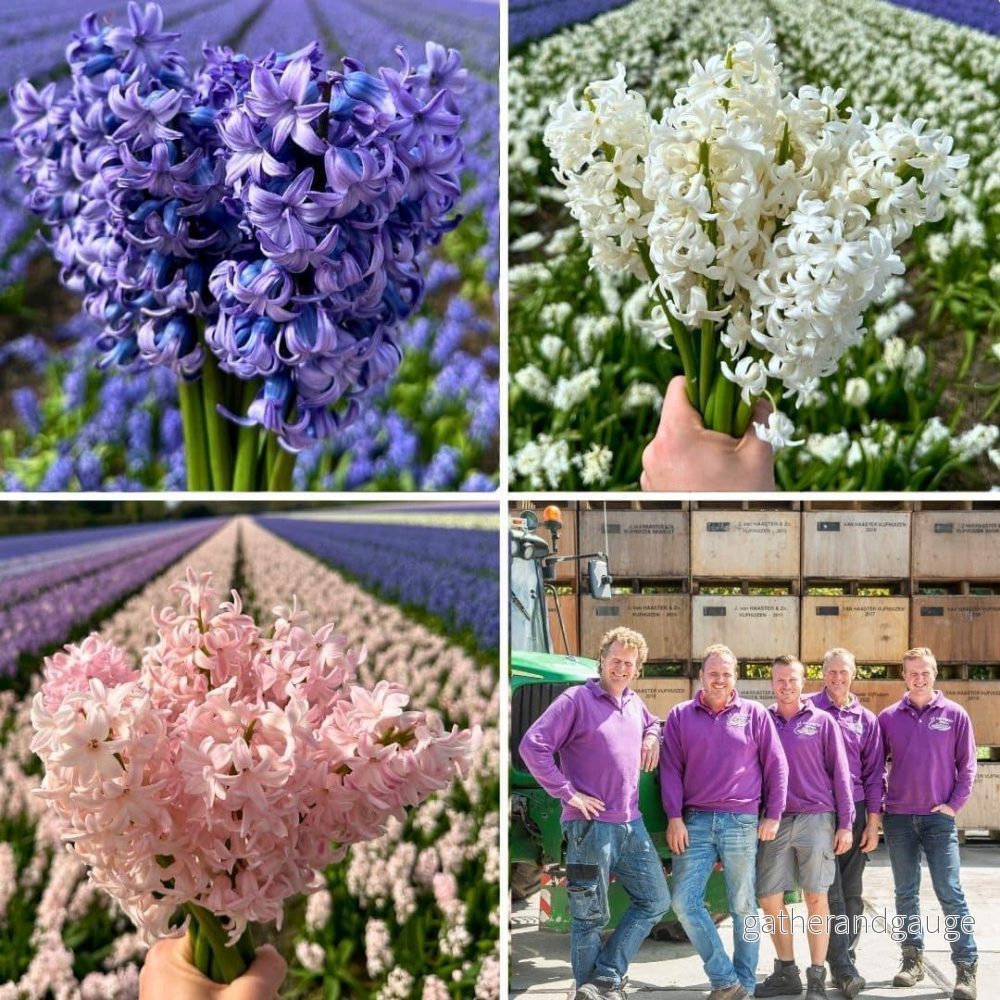 Hyacinte - 30 lökar för 1 m² majestätiska blommor