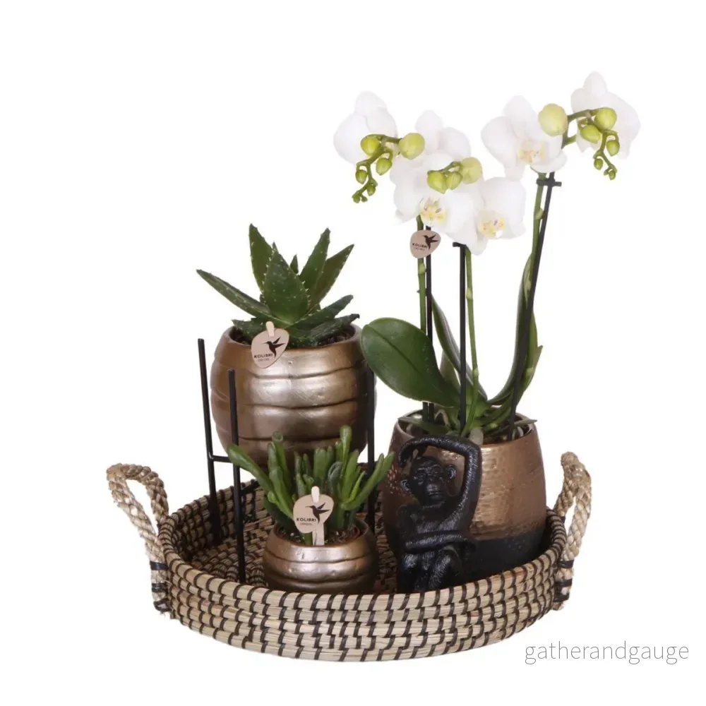 Home Hub Box | Phalaenopsis orkidé och suckulenta växter - Bild 3