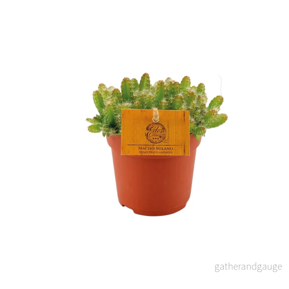 Hylocereus Undatus Hylocereus Undatus