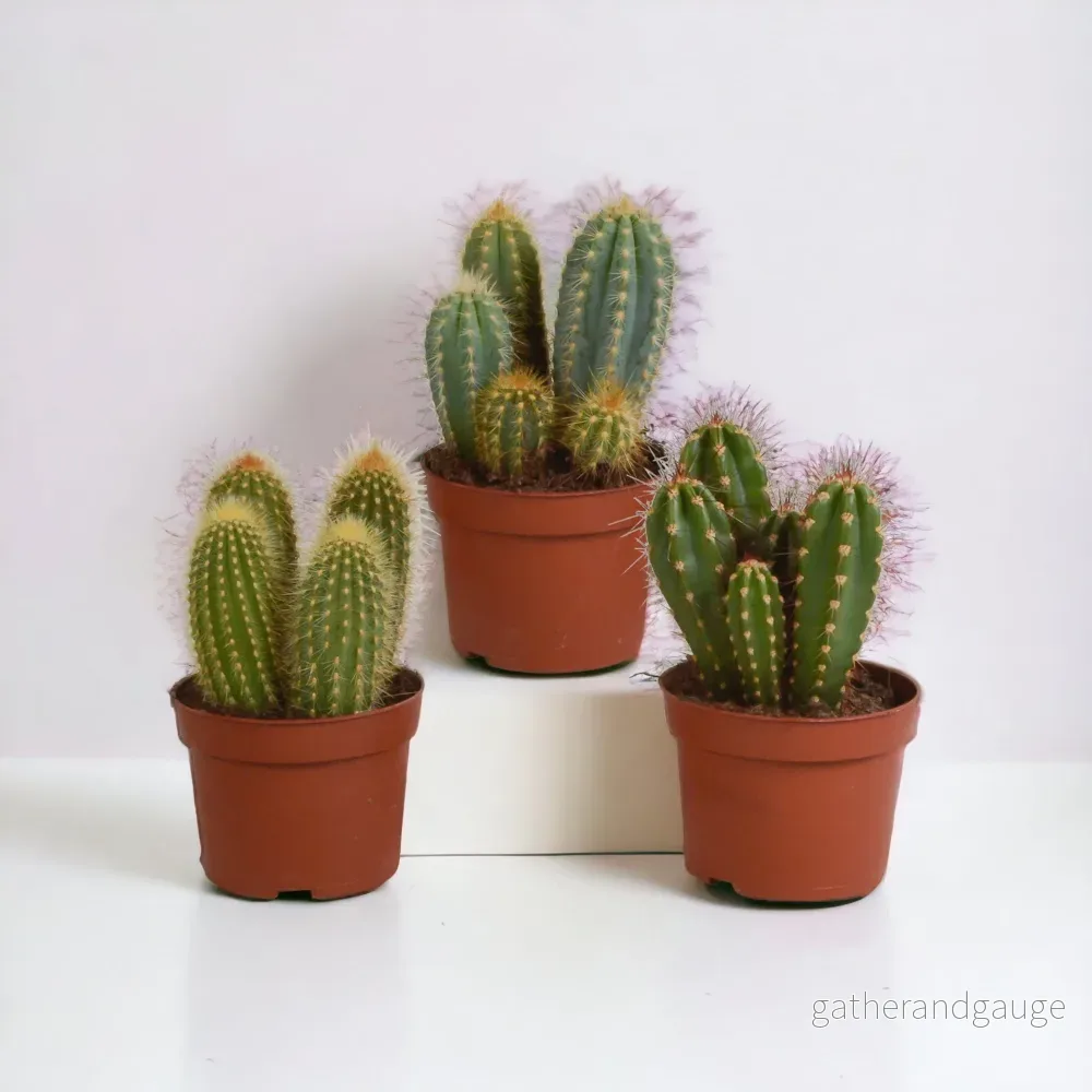 Kaktuslåda - Set med 3 plantor, h23cm