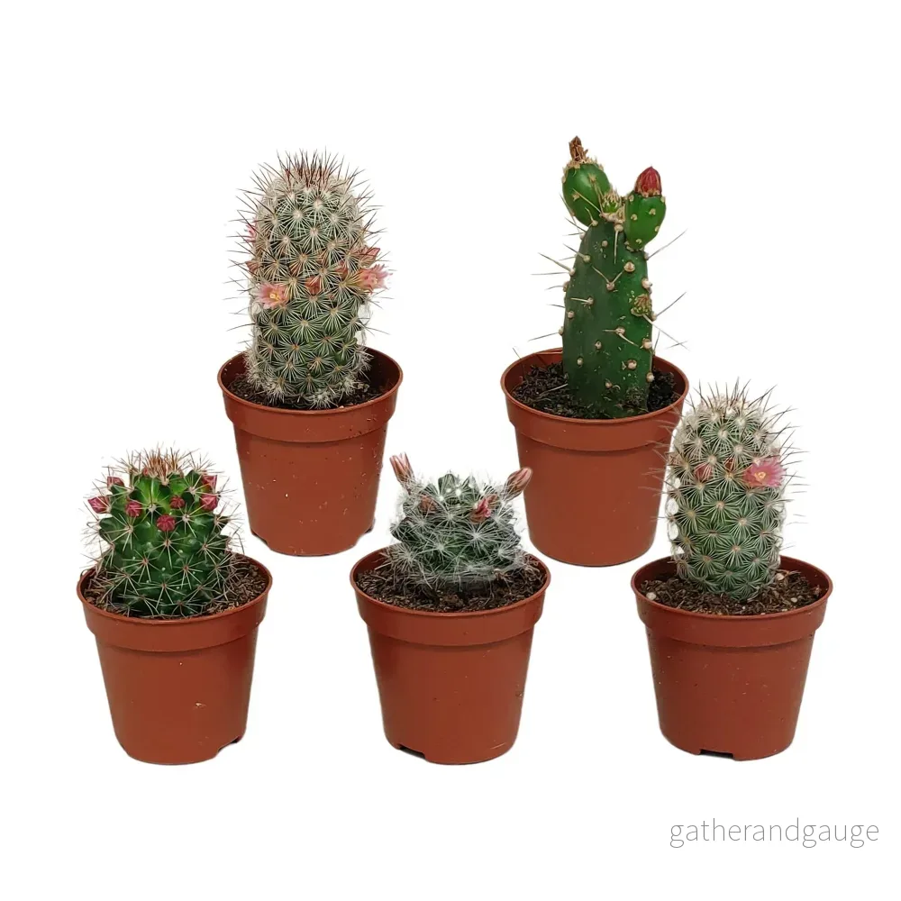 Cactus Flower Mix – Set om 5 Cactus Flower Mix – Set om 5