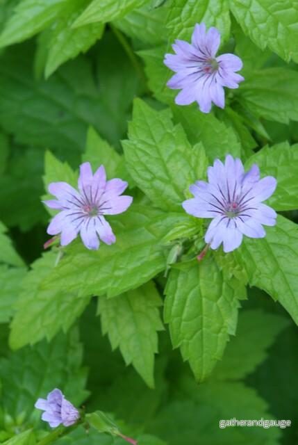 Knotig Stork's Bill (Geranium nodosum) 'Nodosum'