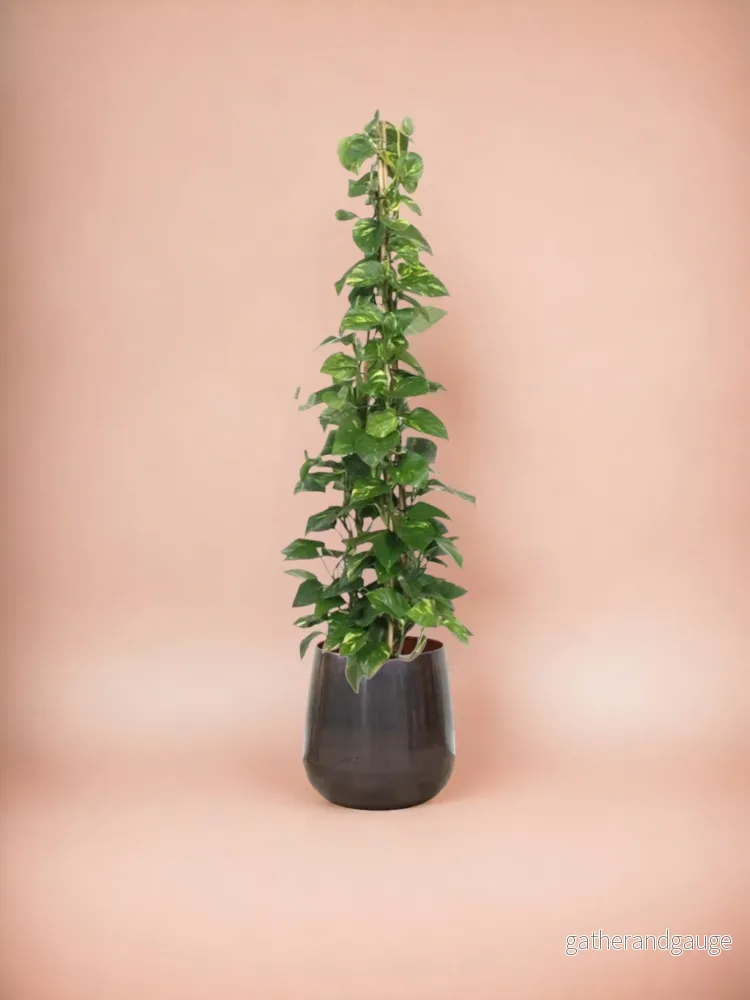 Epipremnum Aureum pothos - Bild 3