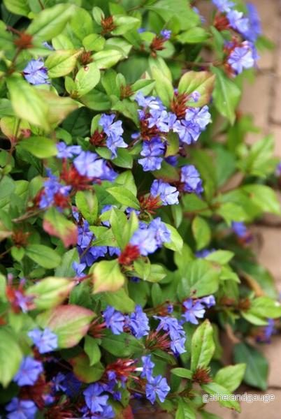 Plumbago från Kina (Ceratostigma Plumbaginoides) 'Plumbaginoides' - Bild 3