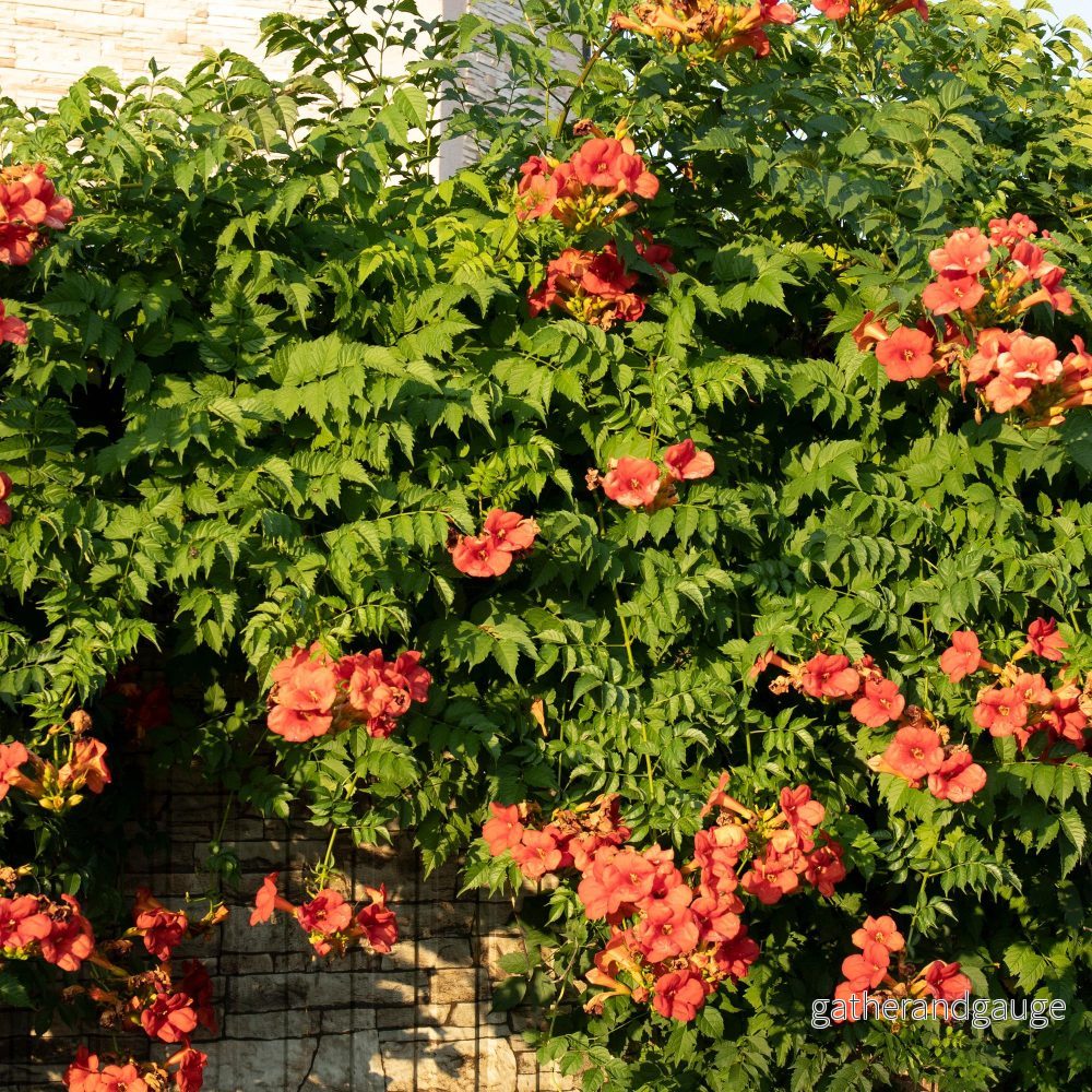 Klängväxter Sortiment (Clematis Montana, Hedera Helix, Lonicera, Campsis Radicans) 'Rubens, Goldflame, Madame Galen'