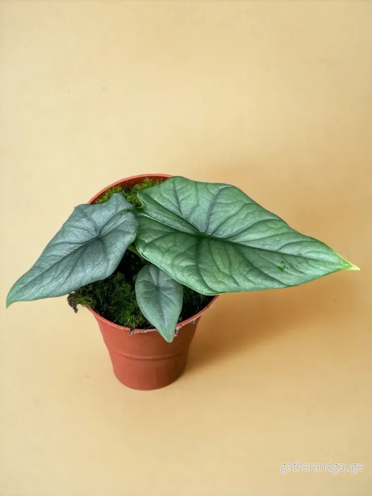 Alocasia Bisma Silver Alocasia Bisma Silver