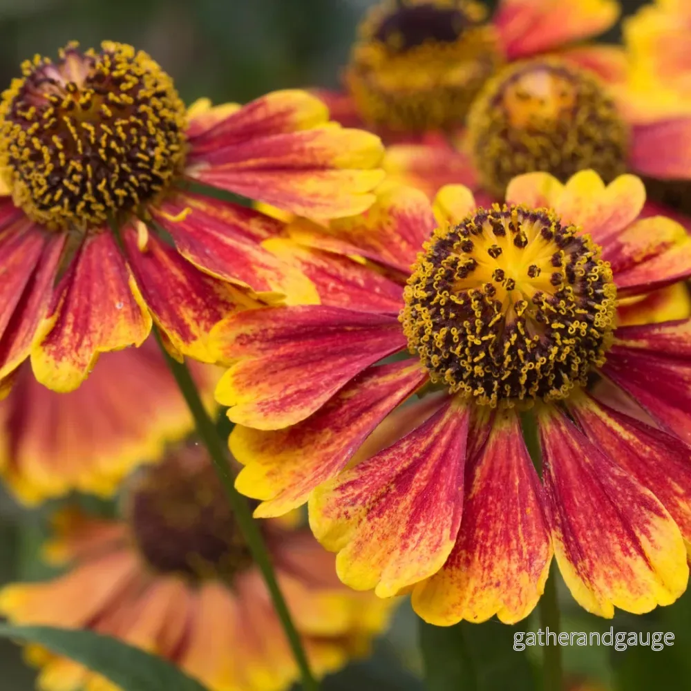 Helenium 'Moerheim Beauty'