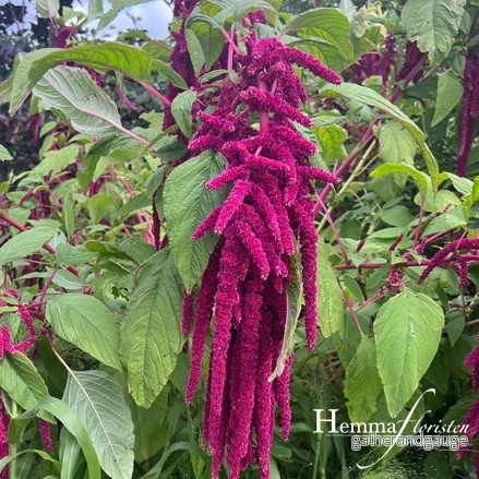 Amaranthus röd hängande