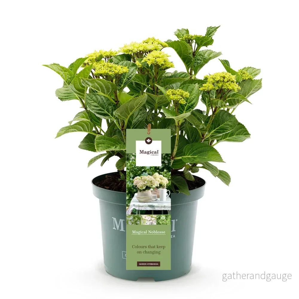Hortensia (Hydrangea macrophylla) 'Magical Noblesse' - Bild 3
