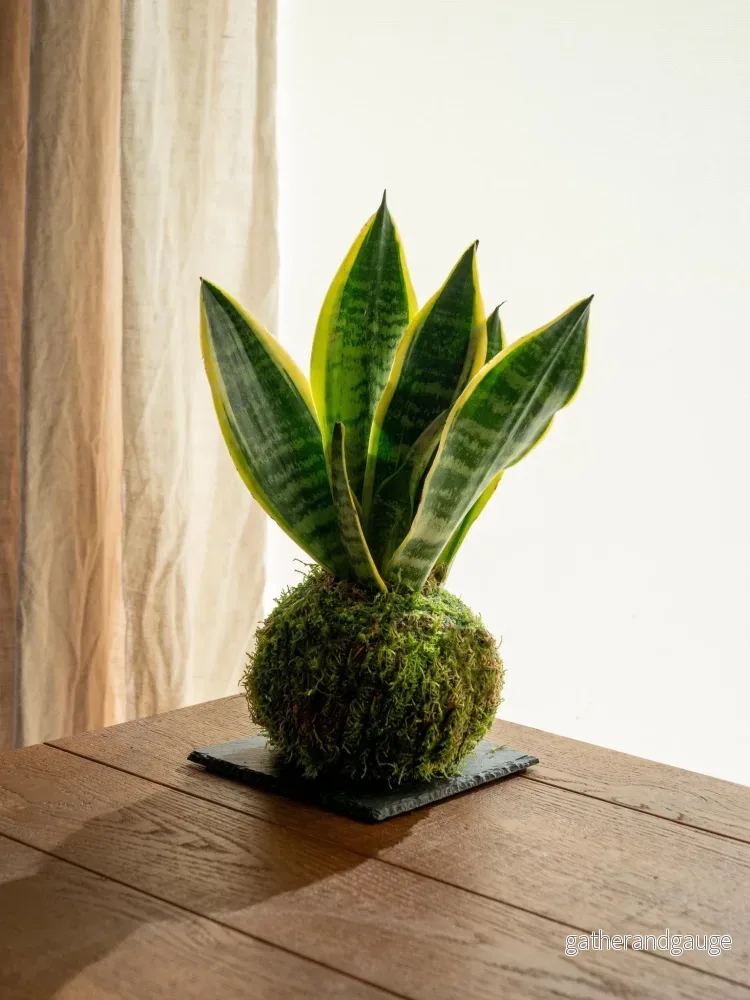 Kokedama – Sansevieria Kokedama – Sansevieria