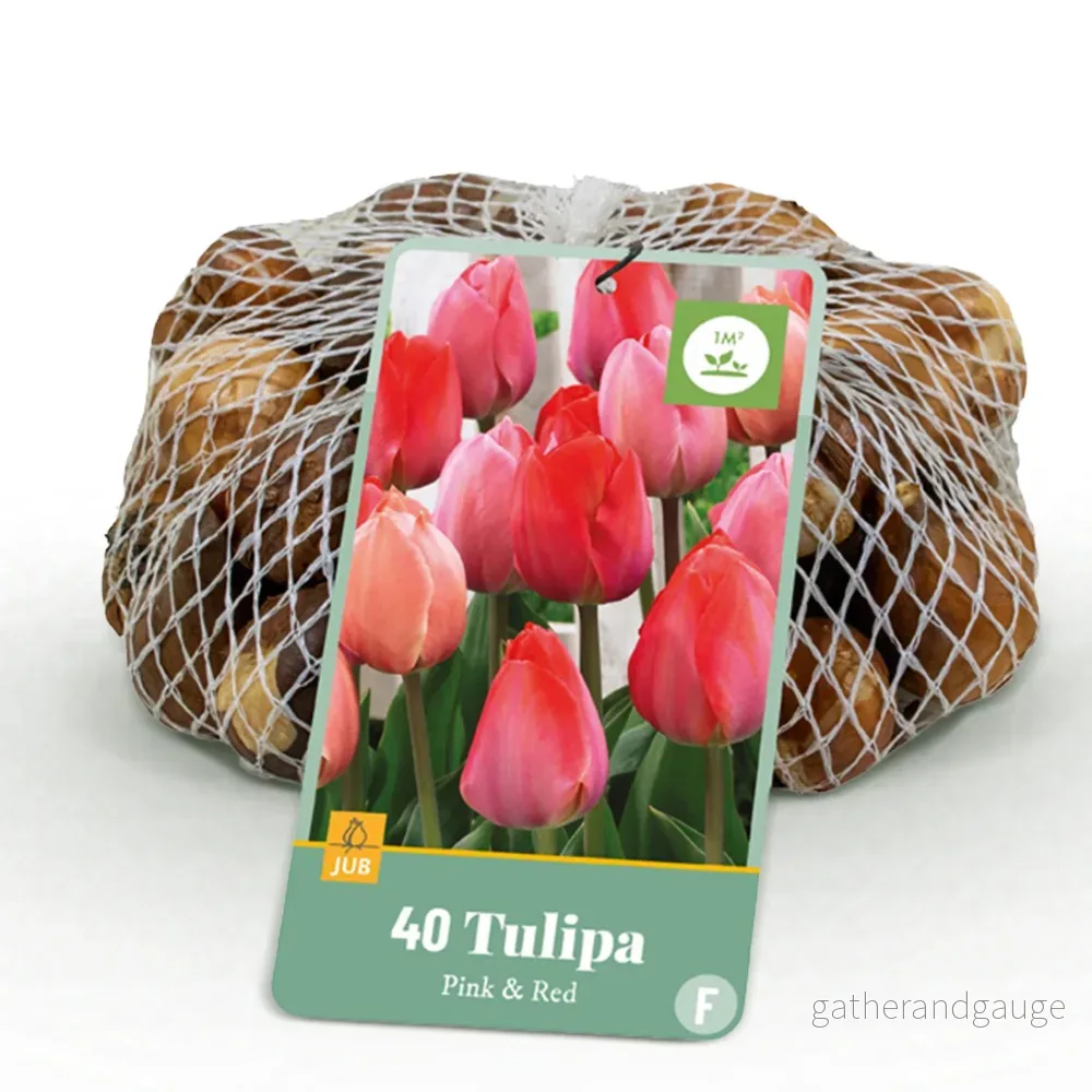 Tulip (Tulipa) ’Pink-Red’