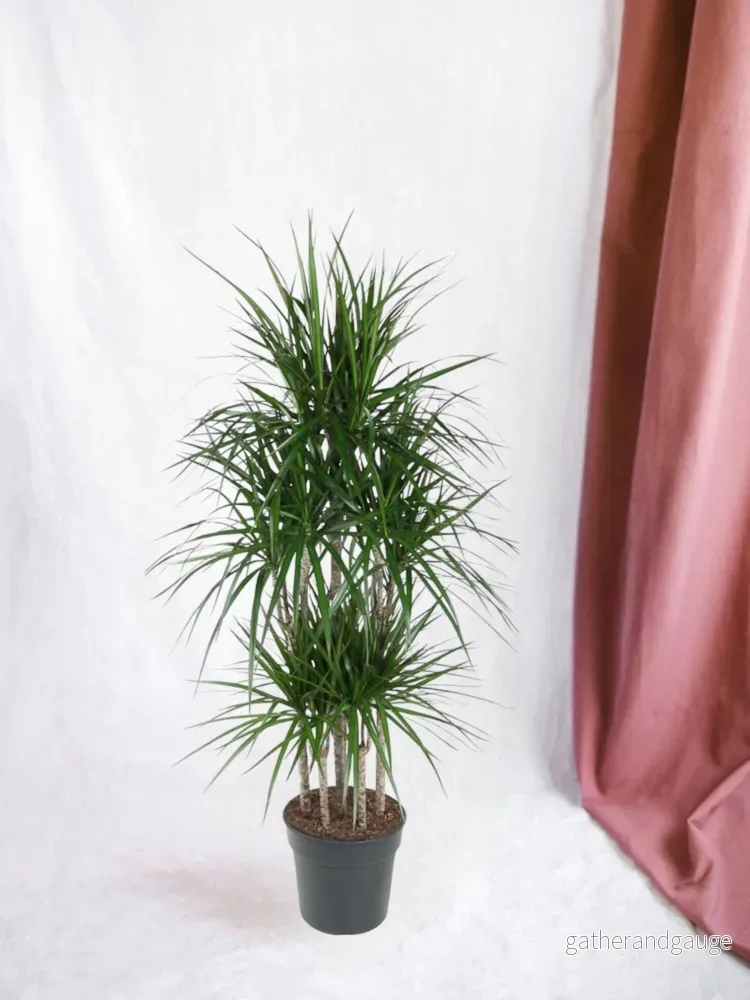 Dracaena Marginata Karusell – 160 cm – ø31