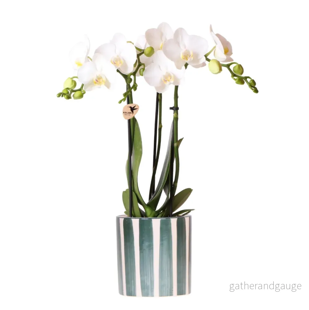 Vit Amabilis Orchid och dess kruka - Bild 3
