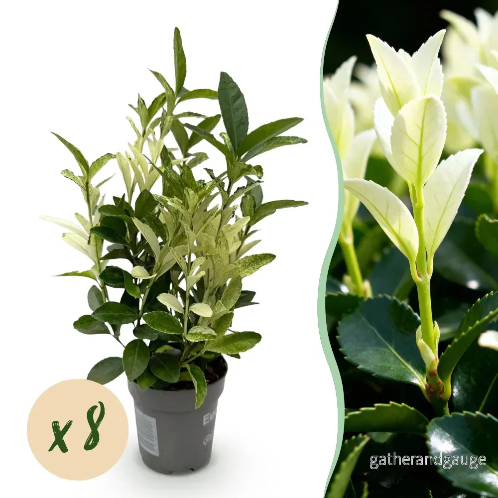Euonymus japonica Paloma Blanca – Set med 8 – Kruka 9 cm - Bild 2