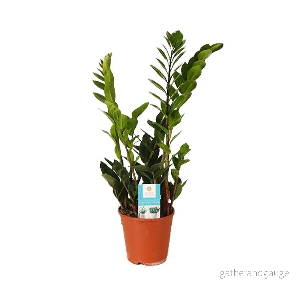 Zamioculcas Zamiifolia Zamioculcas Zamiifolia