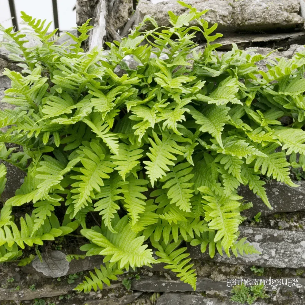 Polypod Ormbunke (Polypodium vulgare) ’Vulgare’
