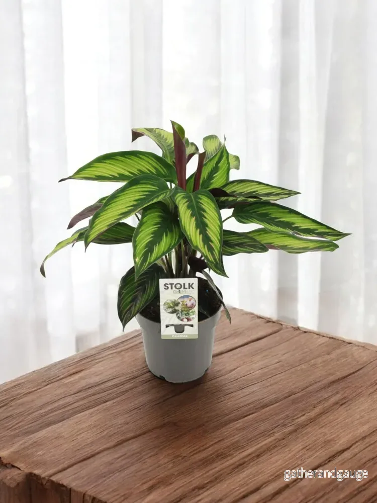 Calathea Majestica Calathea Majestica