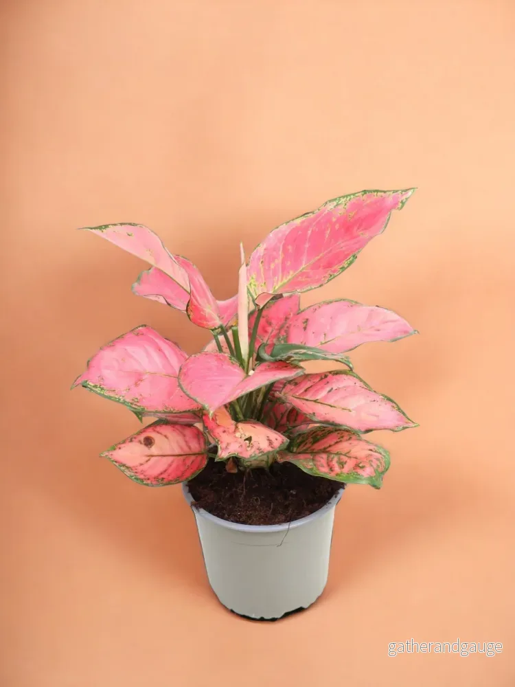 Aglaonema Sun Star Aglaonema Sun Star