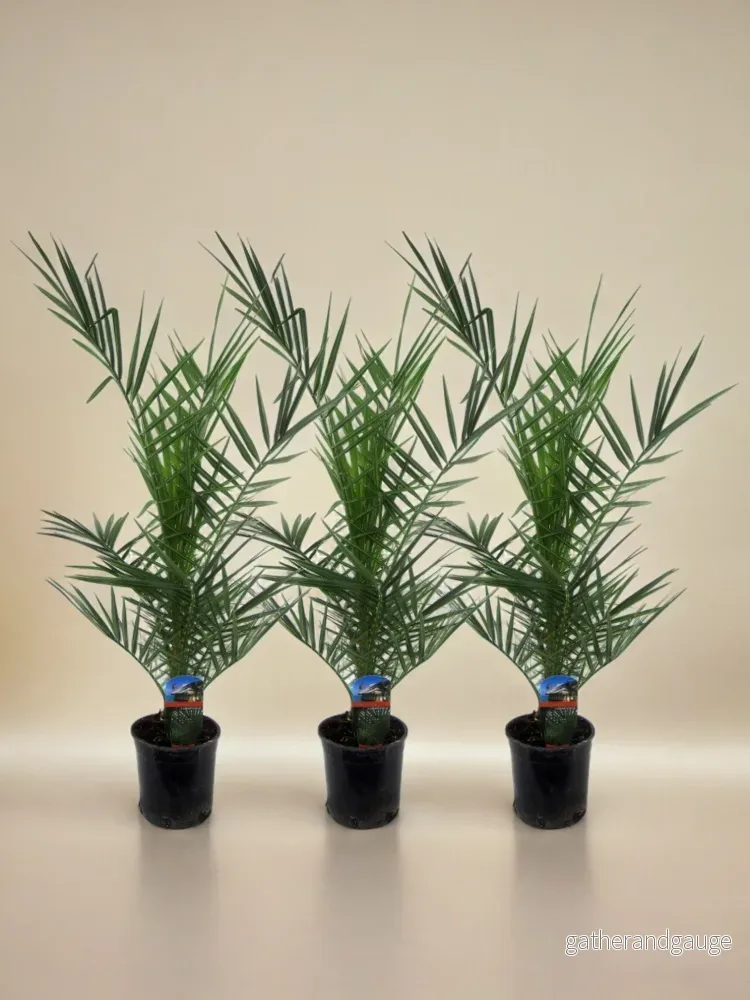 3x Phoenix Canariensis - 80 cm - Ø15 - Bild 2