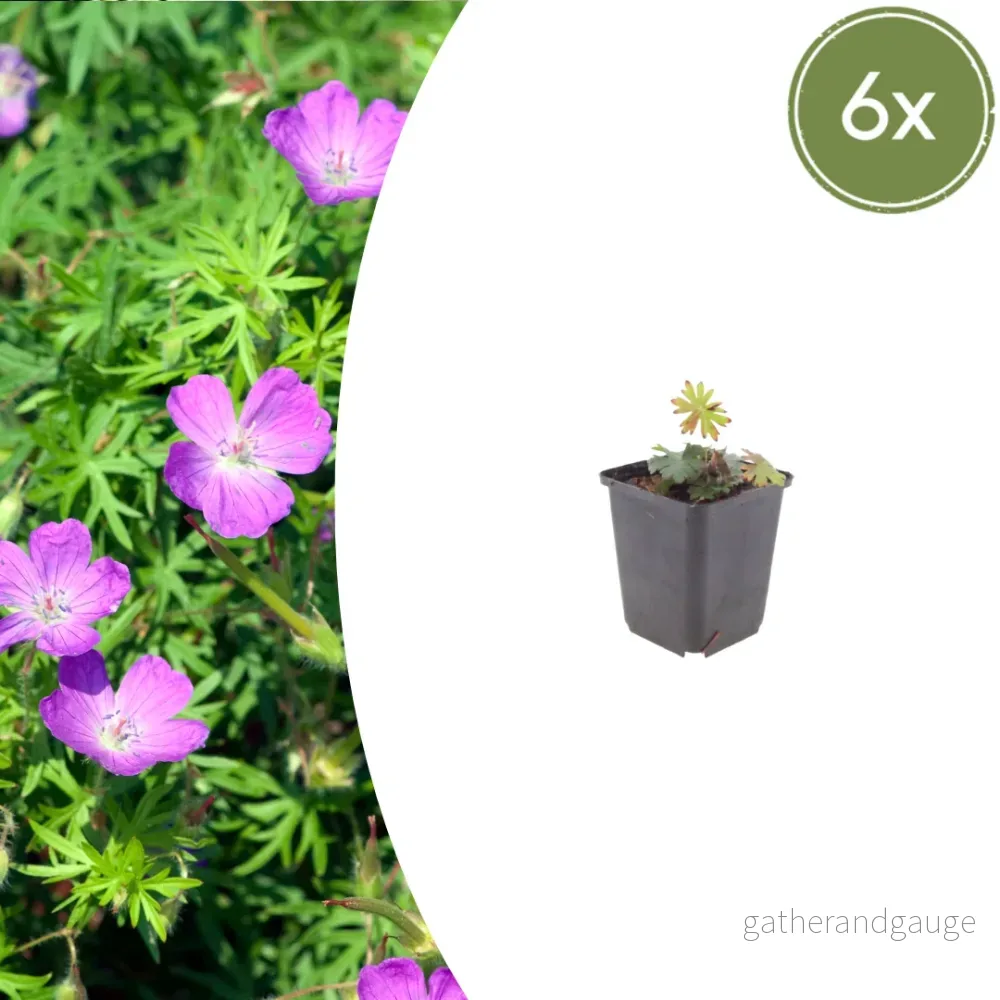 Blodstörk (Geranium sanguineum) - Bild 2